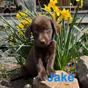Jake, Chocolate Labrador Retriever Puppy
